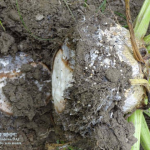 সুগারবিটের শিকড় পচা রোগ