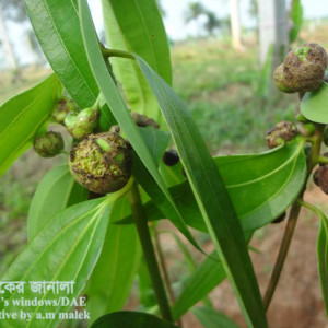তেজপাতার গল