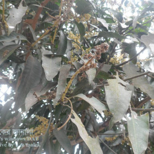 আমের পাউডারি মিলডিউ রোগ