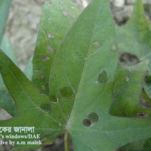 মিষ্টি আলুর ফ্লি বিটল পোকা