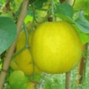 বারি চিনাল ১