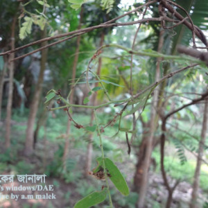 তেঁতুলের পাতা মোড়ানো পোকা