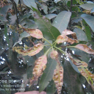 আমের পাতার বিটল