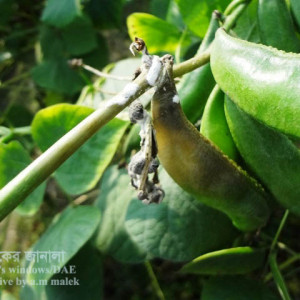 শিমের হোয়াইট মোল্ড রোগ