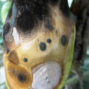 বেগুনের ফোমোপসিস ব্লাইট রোগ