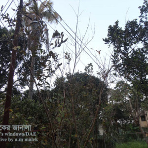 পেয়ারার ঢলে পড়া রোগ