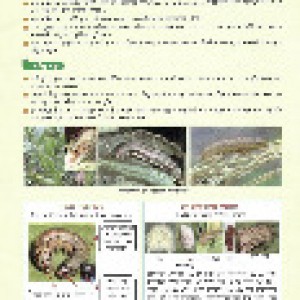 ফল আর্মি ওয়ার্ম আক্রমণ সংক্রান্ত সতর্কবার্তা